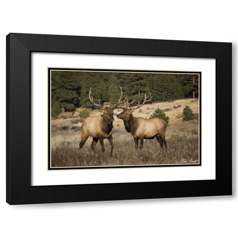 Elk Study IV Black Modern Wood Framed Art Print with Double Matting by Drost, David