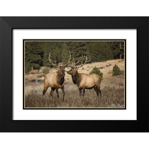 Elk Study IV Black Modern Wood Framed Art Print with Double Matting by Drost, David