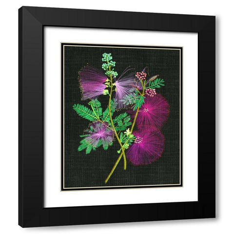 Calliandra Surinamensis I Black Modern Wood Framed Art Print with Double Matting by Wang, Melissa