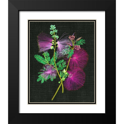 Calliandra Surinamensis I Black Modern Wood Framed Art Print with Double Matting by Wang, Melissa