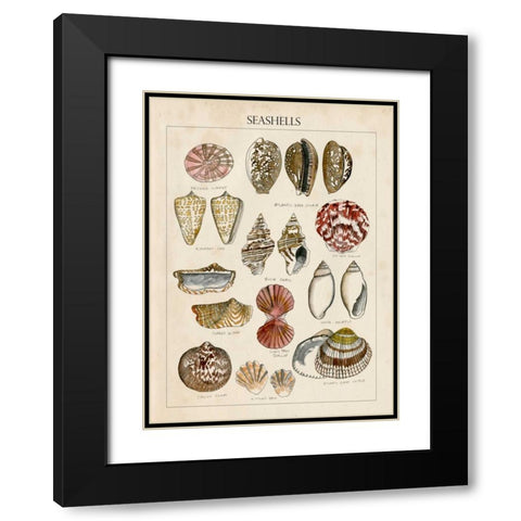 Seashell Sketch I Black Modern Wood Framed Art Print with Double Matting by McCavitt, Naomi