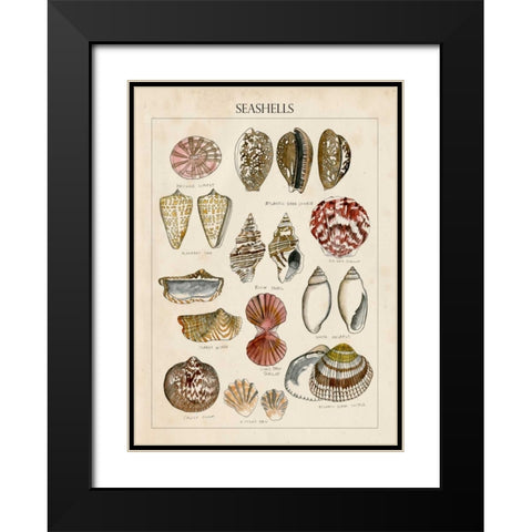 Seashell Sketch I Black Modern Wood Framed Art Print with Double Matting by McCavitt, Naomi