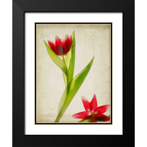 Parchment Flowers II Black Modern Wood Framed Art Print with Double Matting by Stalus, Judy