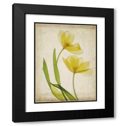Parchment Flowers IV Black Modern Wood Framed Art Print with Double Matting by Stalus, Judy