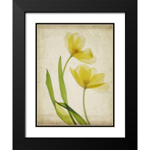 Parchment Flowers IV Black Modern Wood Framed Art Print with Double Matting by Stalus, Judy