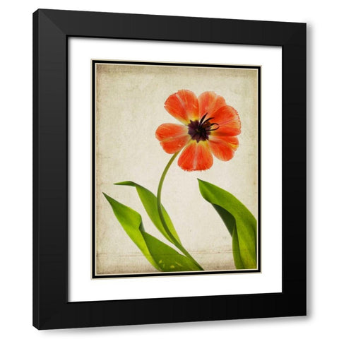 Parchment Flowers V Black Modern Wood Framed Art Print with Double Matting by Stalus, Judy