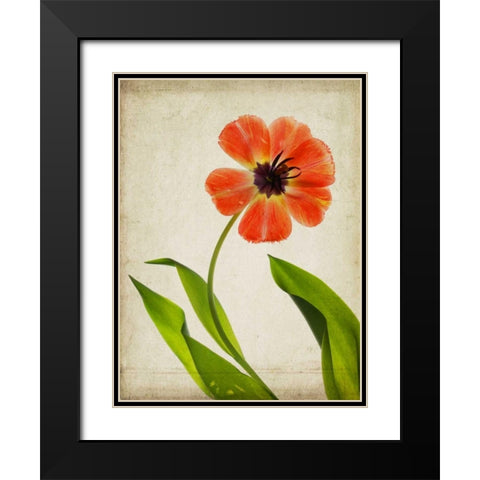 Parchment Flowers V Black Modern Wood Framed Art Print with Double Matting by Stalus, Judy