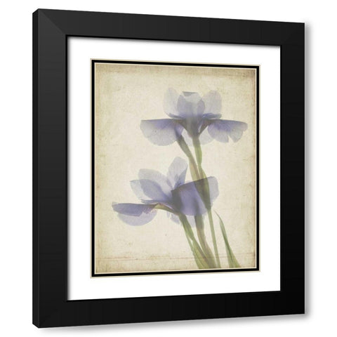 Parchment Flowers VIII Black Modern Wood Framed Art Print with Double Matting by Stalus, Judy
