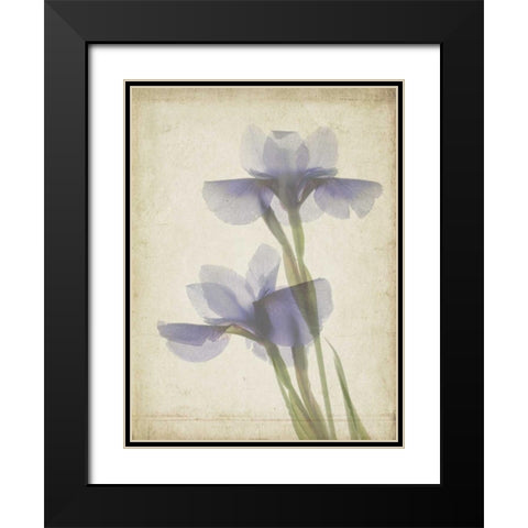 Parchment Flowers VIII Black Modern Wood Framed Art Print with Double Matting by Stalus, Judy