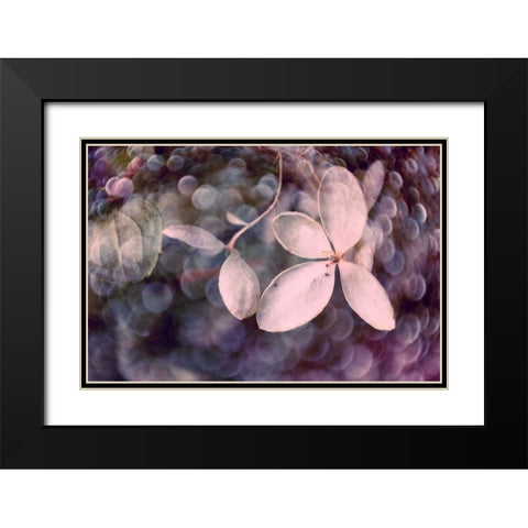 Purple Hydrangea Black Modern Wood Framed Art Print with Double Matting by Stalus, Judy