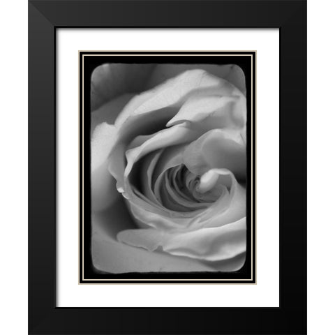 Rose Spiral I Black Modern Wood Framed Art Print with Double Matting by Stalus, Judy