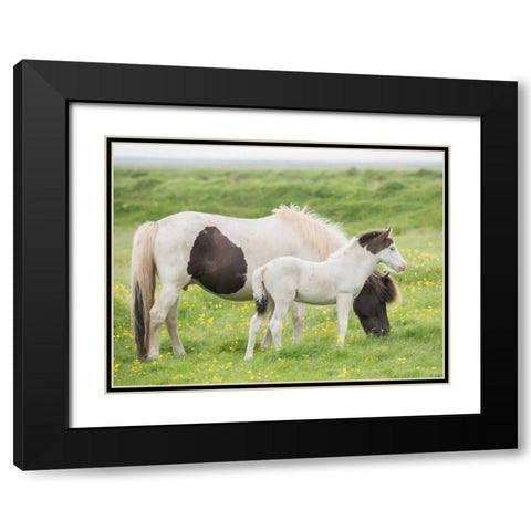 Grassland Horses I Black Modern Wood Framed Art Print with Double Matting by PHBurchett