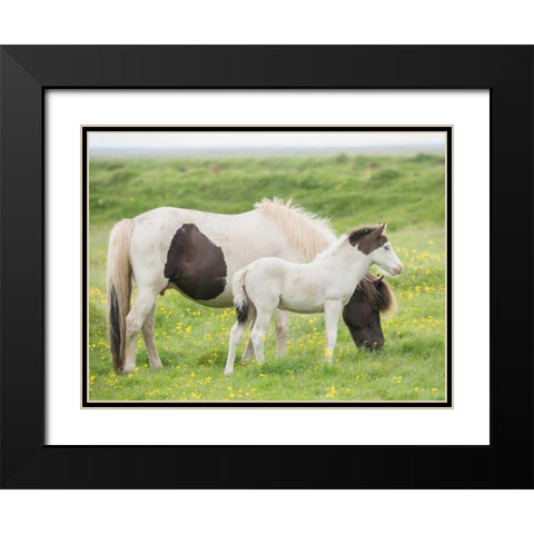 Grassland Horses I Black Modern Wood Framed Art Print with Double Matting by PHBurchett
