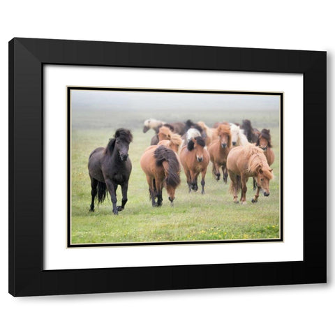 Grassland Horses II Black Modern Wood Framed Art Print with Double Matting by PHBurchett