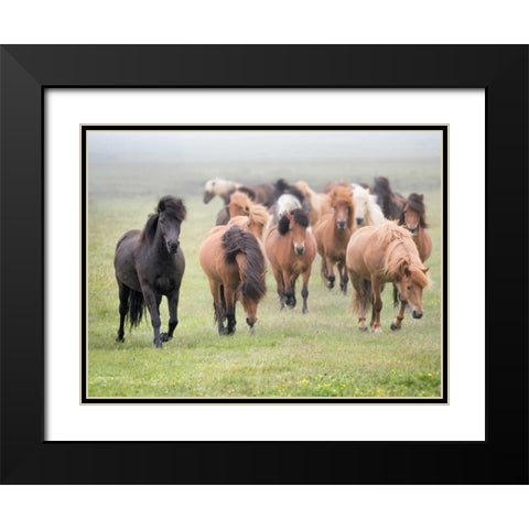 Grassland Horses II Black Modern Wood Framed Art Print with Double Matting by PHBurchett