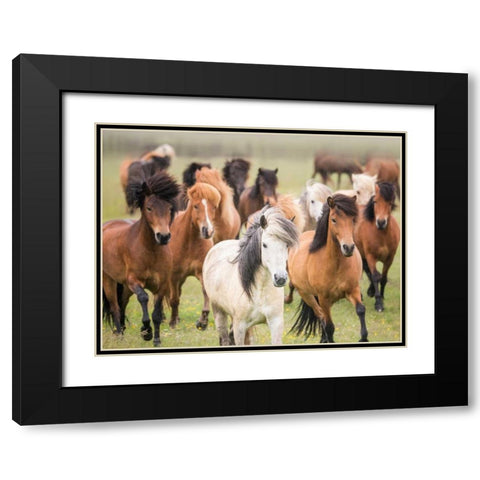 Grassland Horses III Black Modern Wood Framed Art Print with Double Matting by PHBurchett