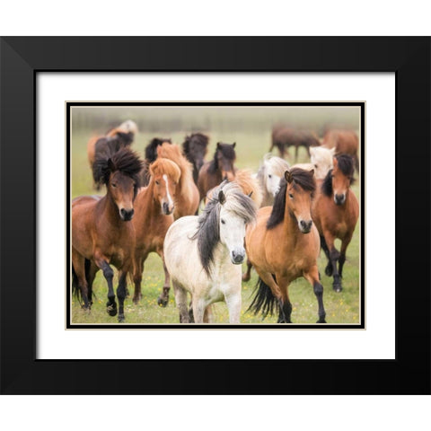 Grassland Horses III Black Modern Wood Framed Art Print with Double Matting by PHBurchett