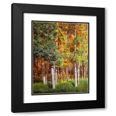Aspen Glen I Black Modern Wood Framed Art Print with Double Matting by Drost, David