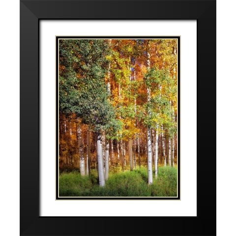 Aspen Glen I Black Modern Wood Framed Art Print with Double Matting by Drost, David