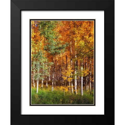 Aspen Glen II Black Modern Wood Framed Art Print with Double Matting by Drost, David