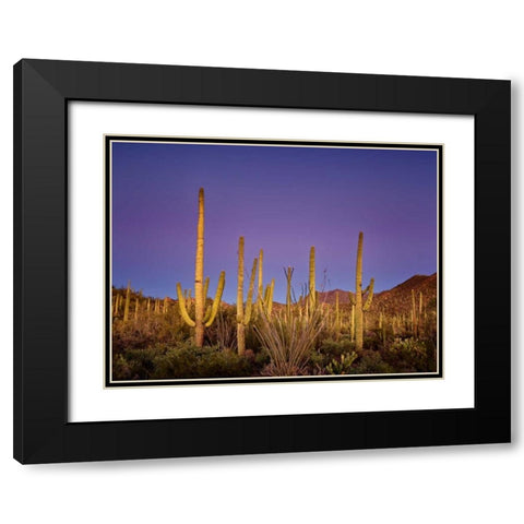 Cacti View I Black Modern Wood Framed Art Print with Double Matting by Drost, David