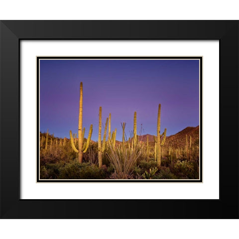 Cacti View I Black Modern Wood Framed Art Print with Double Matting by Drost, David