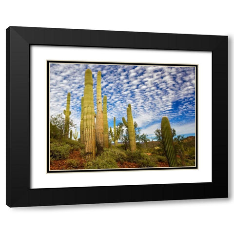 Cacti View III Black Modern Wood Framed Art Print with Double Matting by Drost, David
