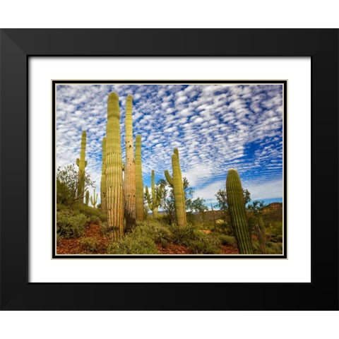 Cacti View III Black Modern Wood Framed Art Print with Double Matting by Drost, David