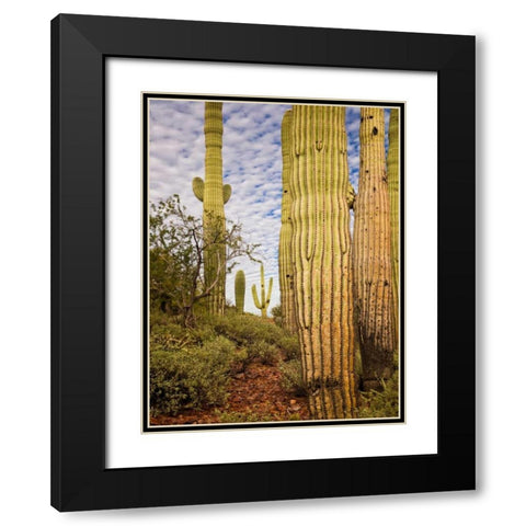 Cacti View IV Black Modern Wood Framed Art Print with Double Matting by Drost, David