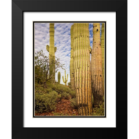 Cacti View IV Black Modern Wood Framed Art Print with Double Matting by Drost, David