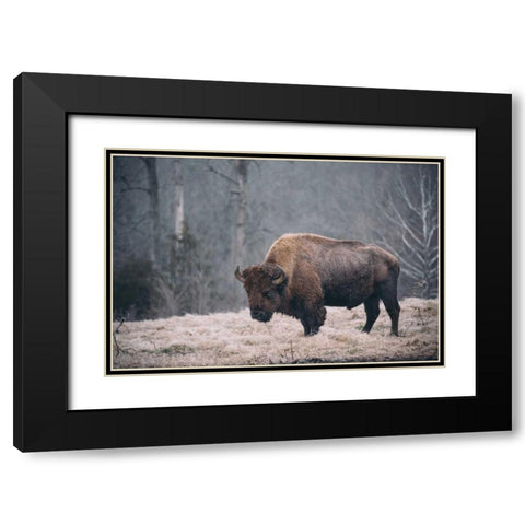 Solitary Bison II Black Modern Wood Framed Art Print with Double Matting by Mead, Adam