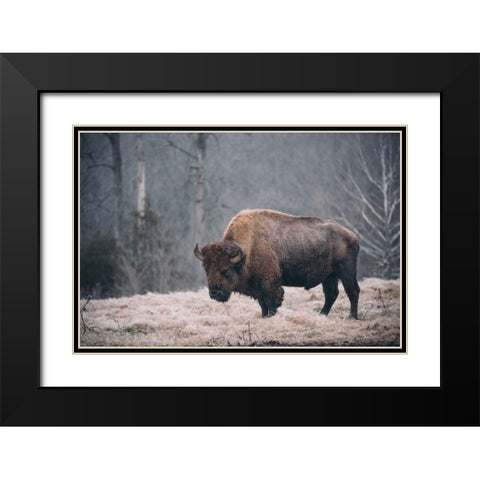 Solitary Bison II Black Modern Wood Framed Art Print with Double Matting by Mead, Adam