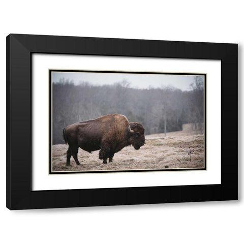 Solitary Bison III Black Modern Wood Framed Art Print with Double Matting by Mead, Adam