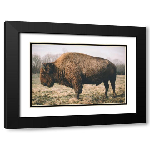 Solitary Bison V Black Modern Wood Framed Art Print with Double Matting by Mead, Adam