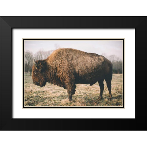 Solitary Bison V Black Modern Wood Framed Art Print with Double Matting by Mead, Adam