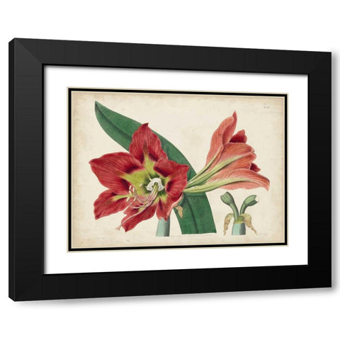 Amaryllis Splendor I Black Modern Wood Framed Art Print with Double Matting by Curtis