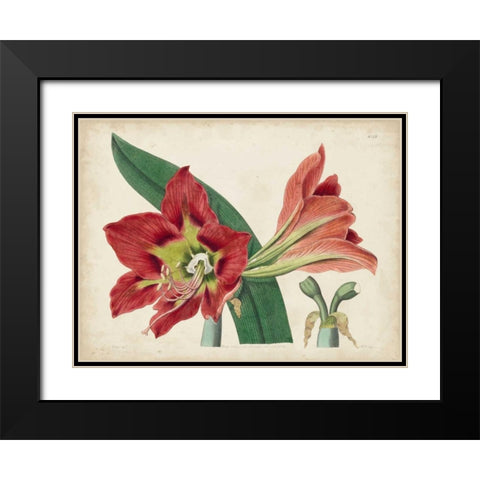 Amaryllis Splendor I Black Modern Wood Framed Art Print with Double Matting by Curtis