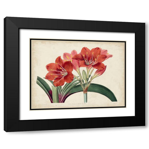 Amaryllis Splendor II Black Modern Wood Framed Art Print with Double Matting by Curtis