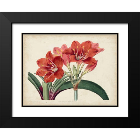Amaryllis Splendor II Black Modern Wood Framed Art Print with Double Matting by Curtis