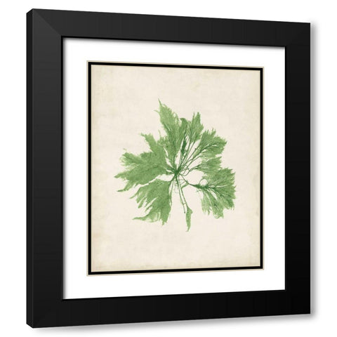 Peridot Seaweed I Black Modern Wood Framed Art Print with Double Matting by Vision Studio