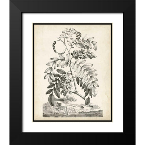 Scenic Botanical I Black Modern Wood Framed Art Print with Double Matting by Munting, Abraham