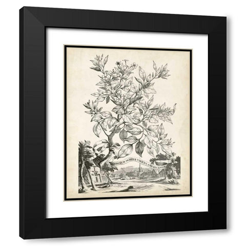 Scenic Botanical II Black Modern Wood Framed Art Print with Double Matting by Munting, Abraham