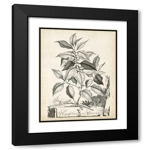 Scenic Botanical III Black Modern Wood Framed Art Print with Double Matting by Munting, Abraham