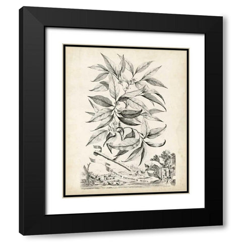 Scenic Botanical IV Black Modern Wood Framed Art Print with Double Matting by Munting, Abraham