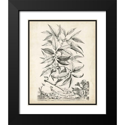 Scenic Botanical IV Black Modern Wood Framed Art Print with Double Matting by Munting, Abraham