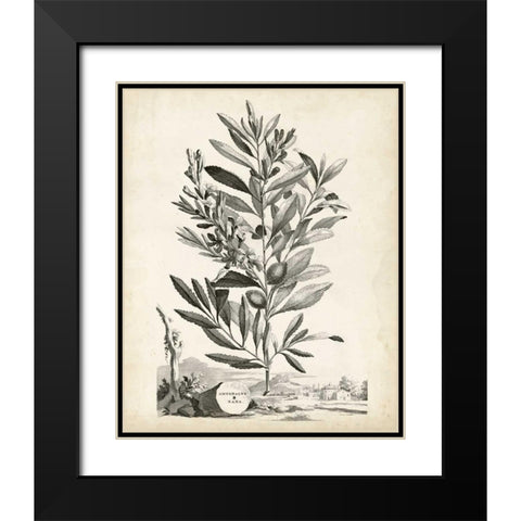 Scenic Botanical VI Black Modern Wood Framed Art Print with Double Matting by Munting, Abraham