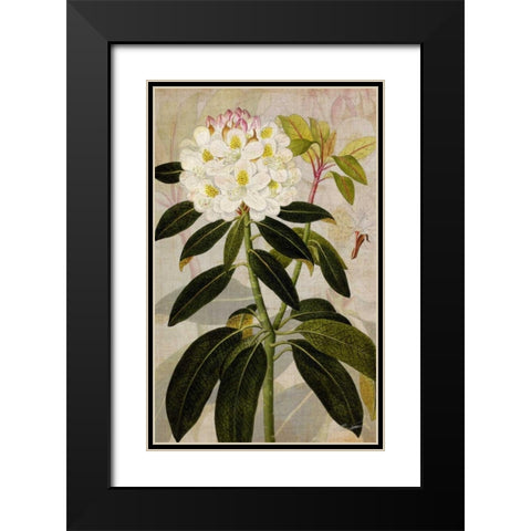 Rhododendron I Black Modern Wood Framed Art Print with Double Matting by Butler, John