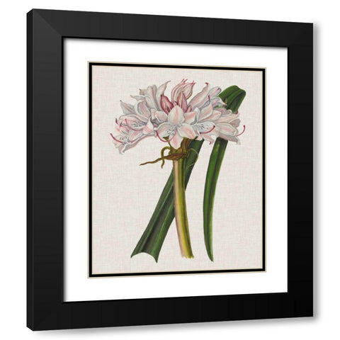 Crinium Lily I Black Modern Wood Framed Art Print with Double Matting by McCavitt, Naomi