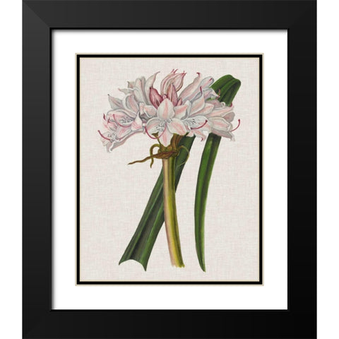 Crinium Lily I Black Modern Wood Framed Art Print with Double Matting by McCavitt, Naomi