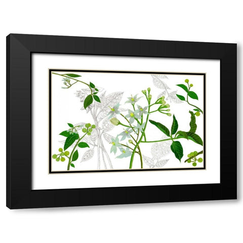 Solanum I Black Modern Wood Framed Art Print with Double Matting by Wang, Melissa